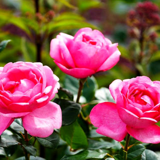 Edelrose 'Desiree' -R- (Rosa TH III)