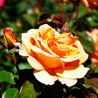 Edelrose 'Doris Tysterman' (Rosa TH II)