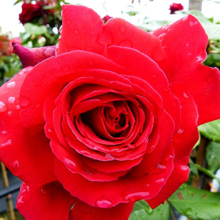 Edelrose 'Duftfestival' (Rosa TH IV)