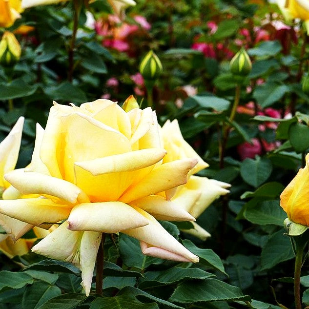 Edelrose 'Duftgold' (Rosa TH IV)
