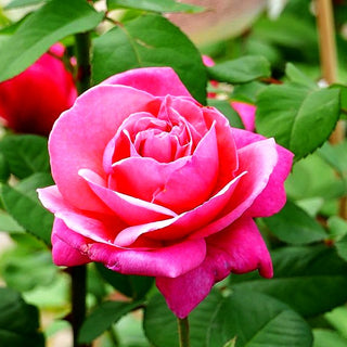 Edelrose 'Elbflorenz' (Rosa TH V)
