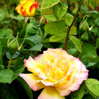 Edelrose 'Gloria Dei/Peace' (Rosa TH II)