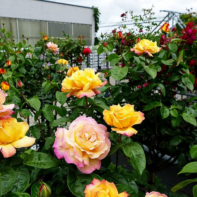 Edelrose 'Gloria Dei/Peace' (Rosa TH II)
