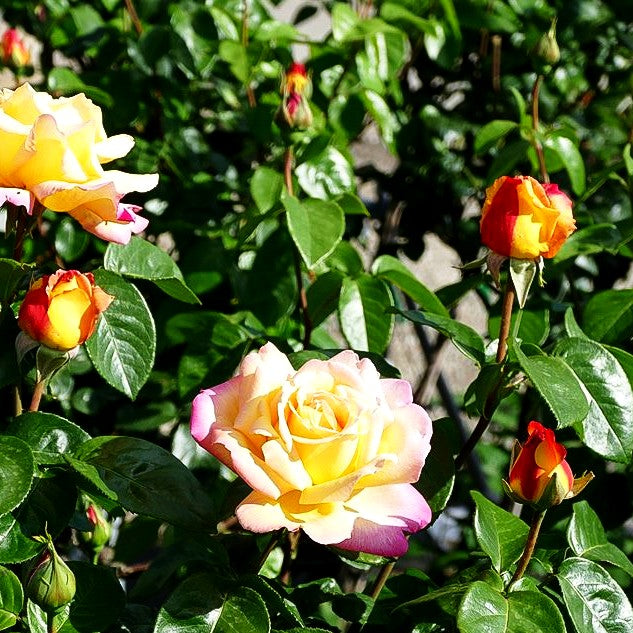 Edelrose 'Gloria Dei/Peace' (Rosa TH II)
