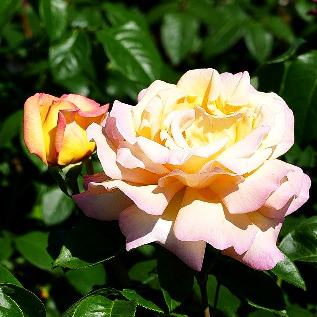 Edelrose 'Gloria Dei/Peace' (Rosa TH II)