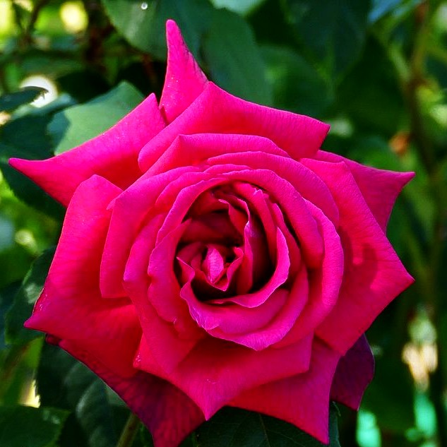 Edelrose 'Gräfin Diana' -R- (Rosa TH VI)