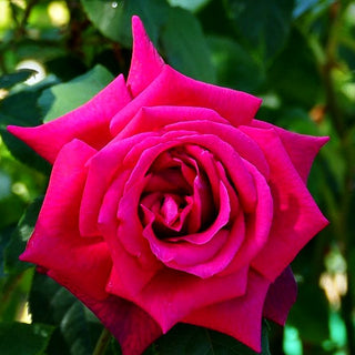 Edelrose 'Gräfin Diana' -R- (Rosa TH VI)