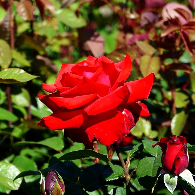 Edelrose 'Grande Amore' (Rosa TH IV)