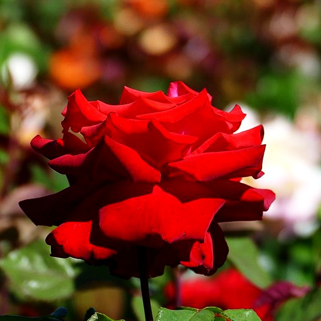 Edelrose 'Grande Amore' (Rosa TH IV)