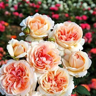 Edelrose 'Großherzogin Luise' -R- (Rosa TH VI)