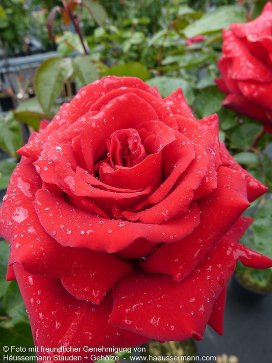 Edelrose 'Ingrid Bergman' (Rosa  TH II)