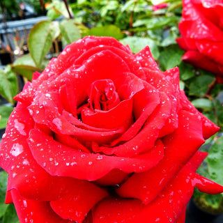 Edelrose 'Ingrid Bergman' (Rosa TH II)