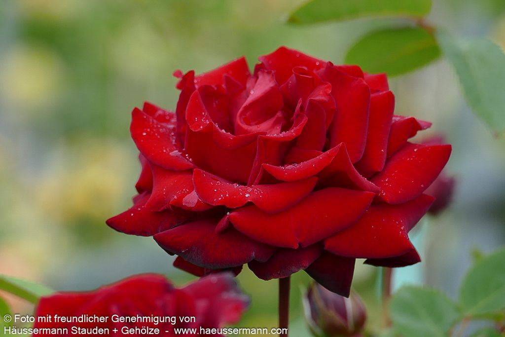 Edelrose 'Ingrid Bergman' (Rosa  TH II)