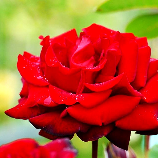 Edelrose 'Ingrid Bergman' (Rosa TH II)