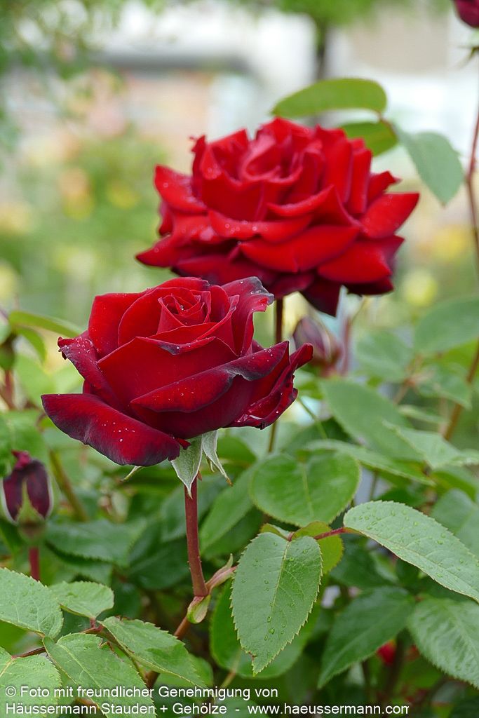 Edelrose 'Ingrid Bergman' (Rosa  TH II)