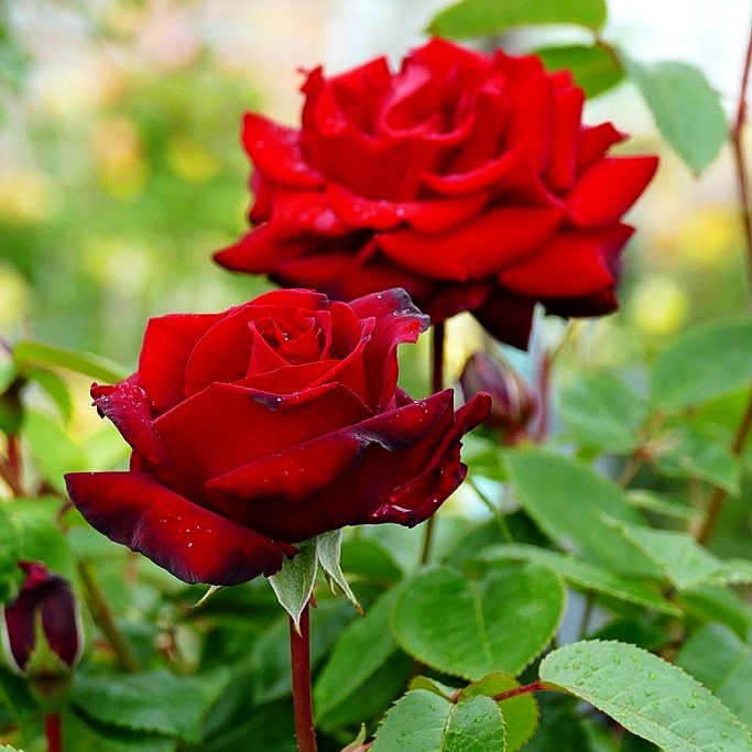 Edelrose 'Ingrid Bergman' (Rosa TH II)