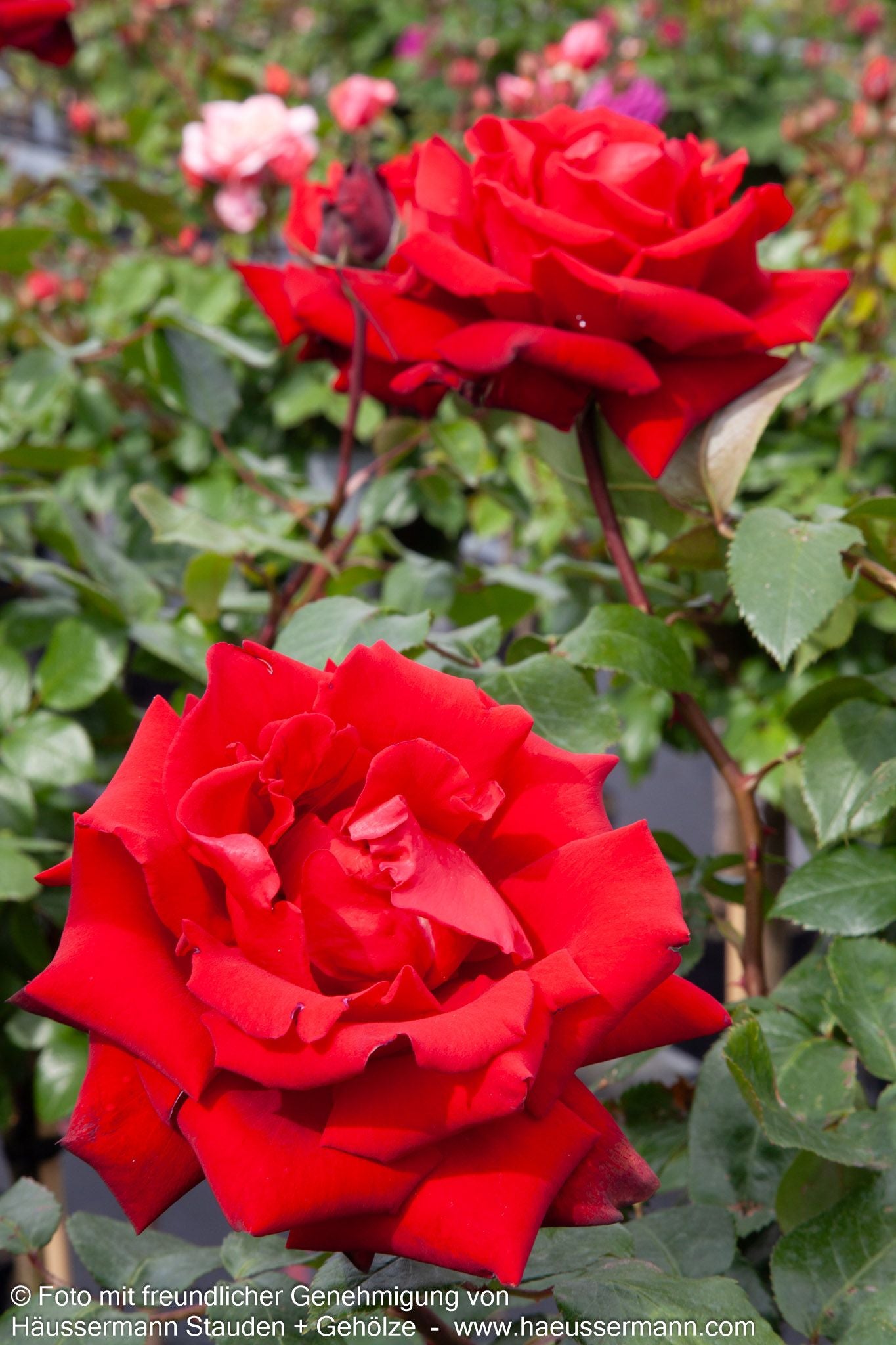 Edelrose 'Ingrid Bergman' (Rosa  TH II)