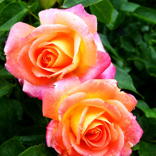 Edelrose 'Inspiration' (Rosa TH IV)