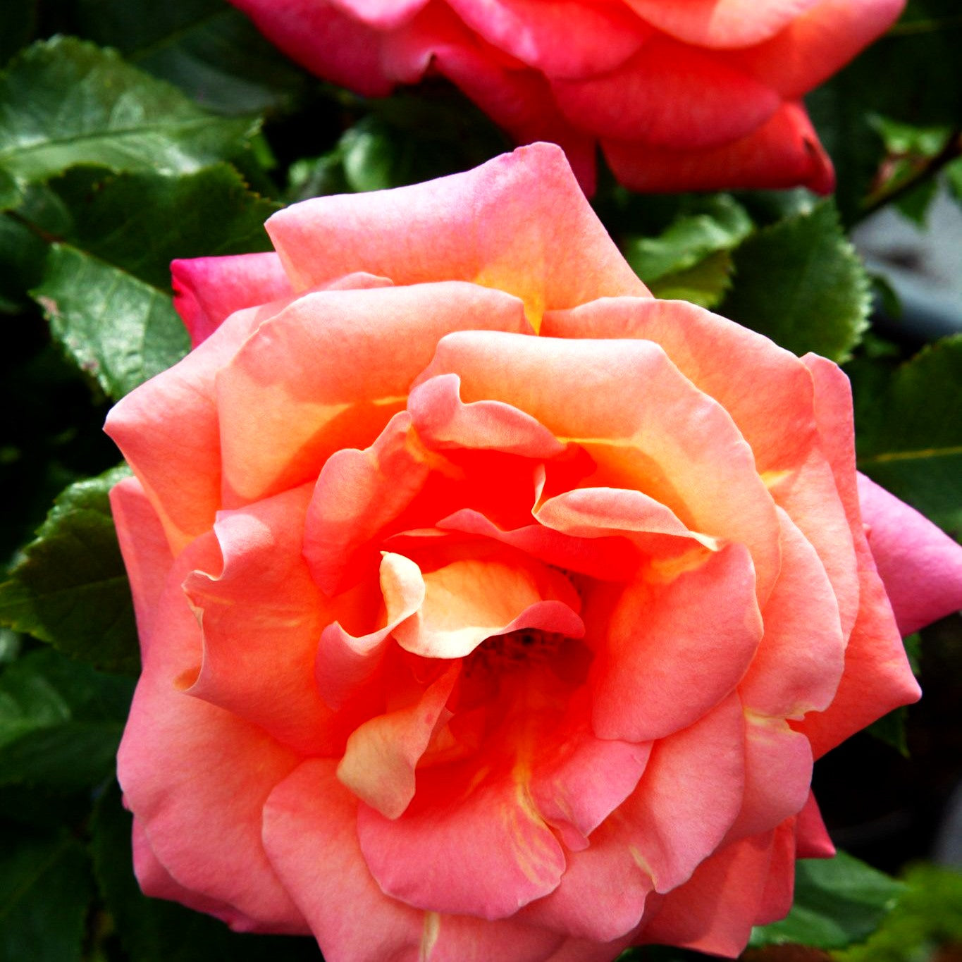 Edelrose 'Inspiration' (Rosa TH IV)
