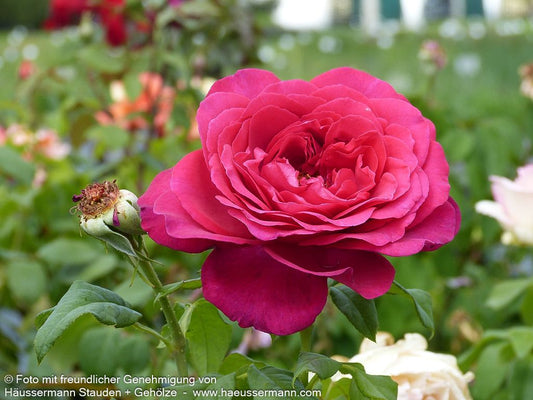 Edelrose 'Johann Wolfgang v.Goethe Rose' (Rosa  TH V)