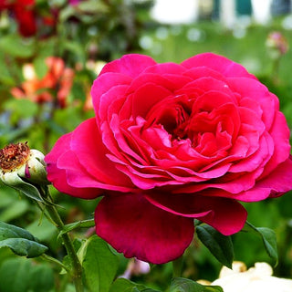 Edelrose 'Johann Wolfgang v.Goethe Rose' (Rosa TH V)