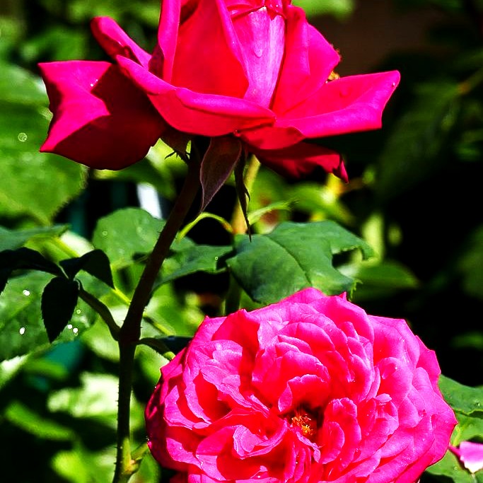 Edelrose 'Johann Wolfgang v.Goethe Rose' (Rosa TH V)