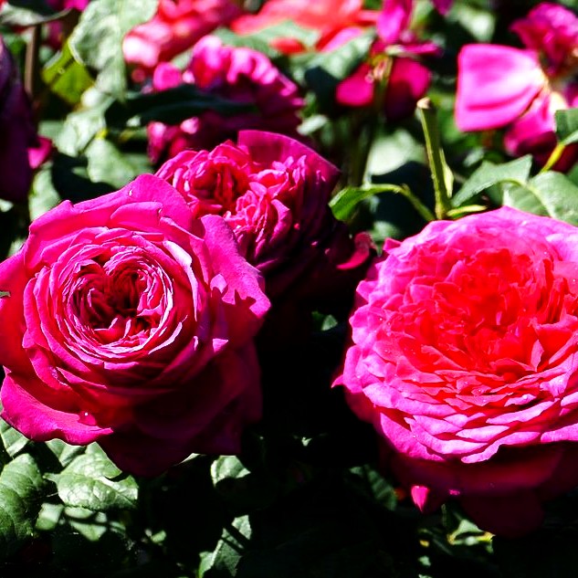 Edelrose 'Johann Wolfgang v.Goethe Rose' (Rosa TH V)