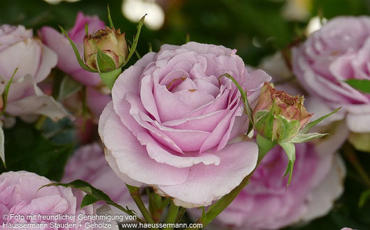 Edelrose 'Königin Marie'  -R- 'Königin Marie' (Rosa  TH VI)