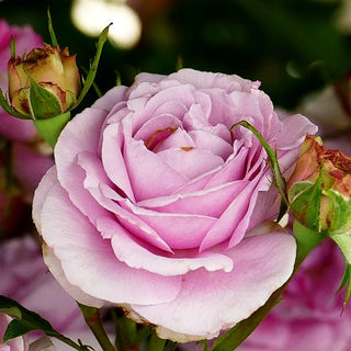 Edelrose 'Königin Marie' -R- (Rosa TH VI)