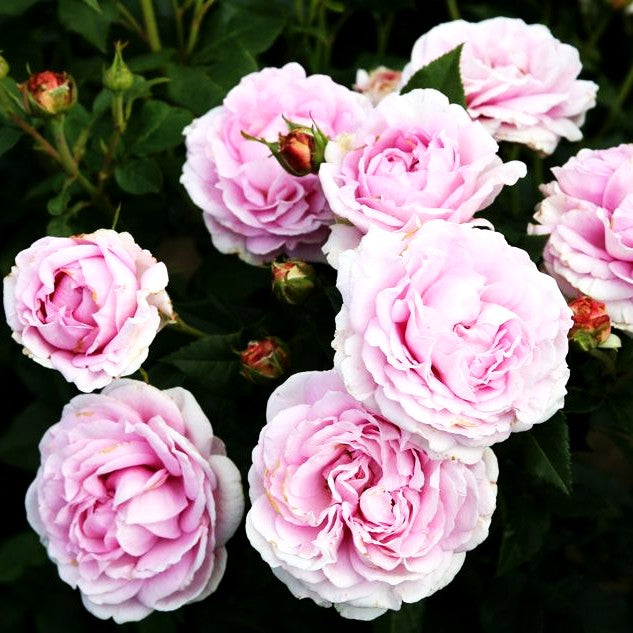 Edelrose 'Königin Marie' -R- (Rosa TH VI)