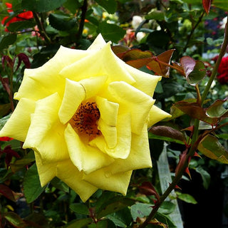Edelrose 'Landora' (Rosa TH II)