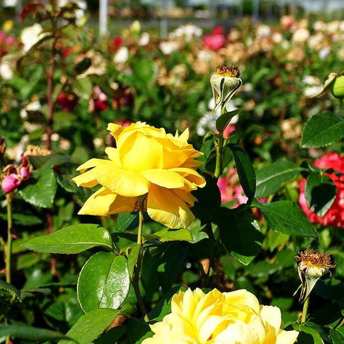 Edelrose 'Landora' (Rosa TH II)