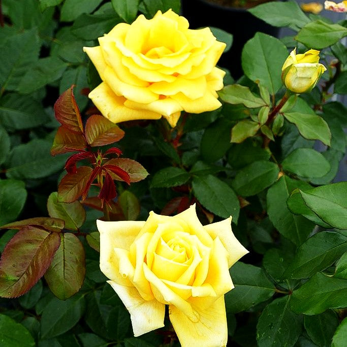 Edelrose 'Landora' (Rosa TH II)