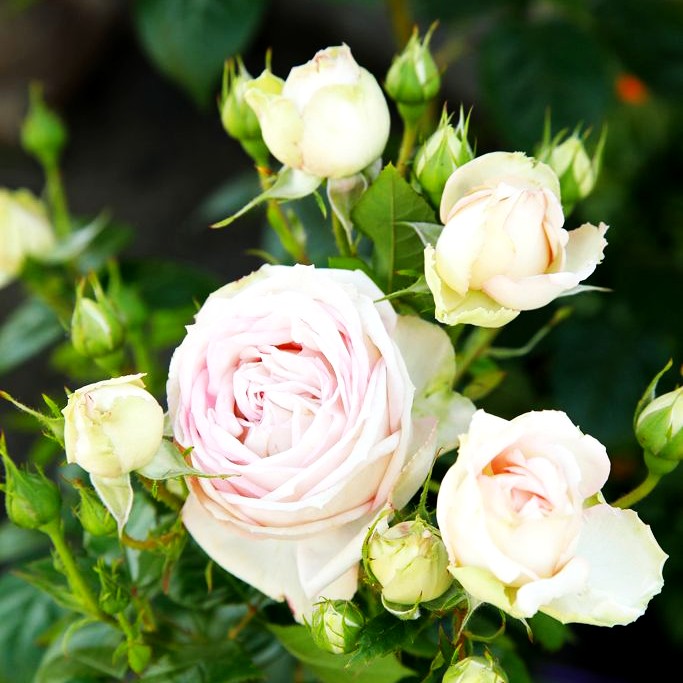 Edelrose 'Madame Anisette' -R- (Rosa TH VI)