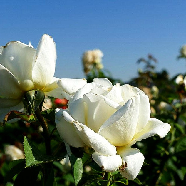 Edelrose 'Memoire' (Rosa TH III)