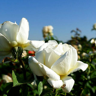 Edelrose 'Memoire' (Rosa TH III)