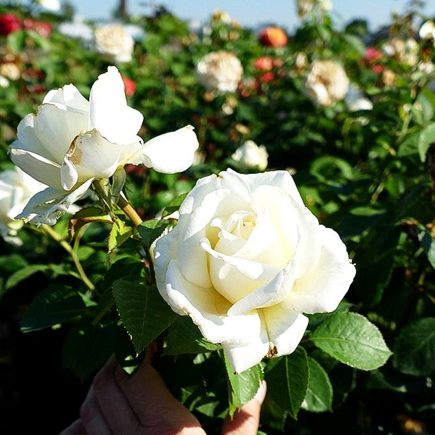 Edelrose 'Memoire' (Rosa TH III)