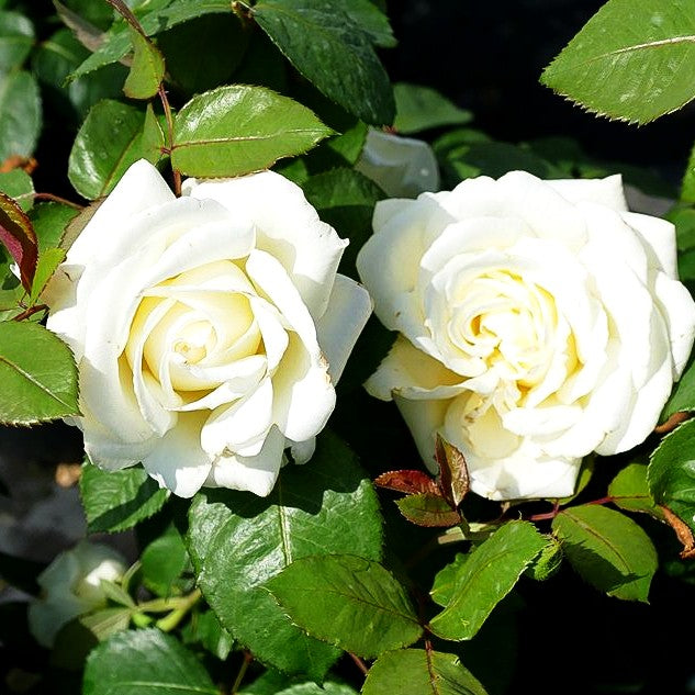 Edelrose 'Memoire' (Rosa TH III)