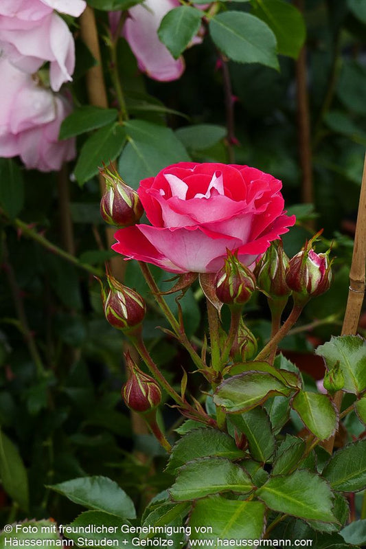 Edelrose 'Nostalgie'  -R- 'Nostalgie' (Rosa  TH V)