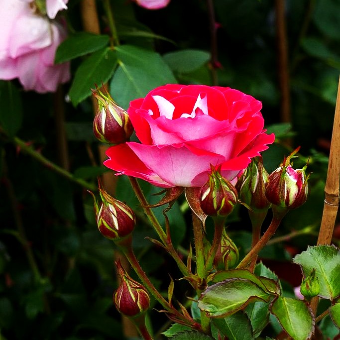 Edelrose 'Nostalgie' -R- (Rosa TH V)