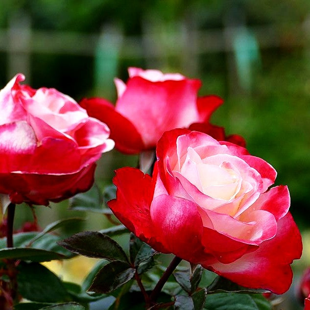 Edelrose 'Nostalgie' -R- (Rosa TH V)