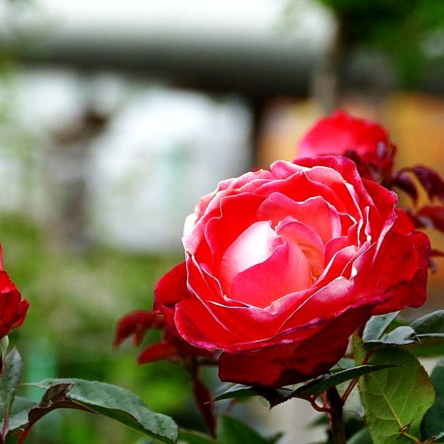Edelrose 'Nostalgie' -R- (Rosa TH V)
