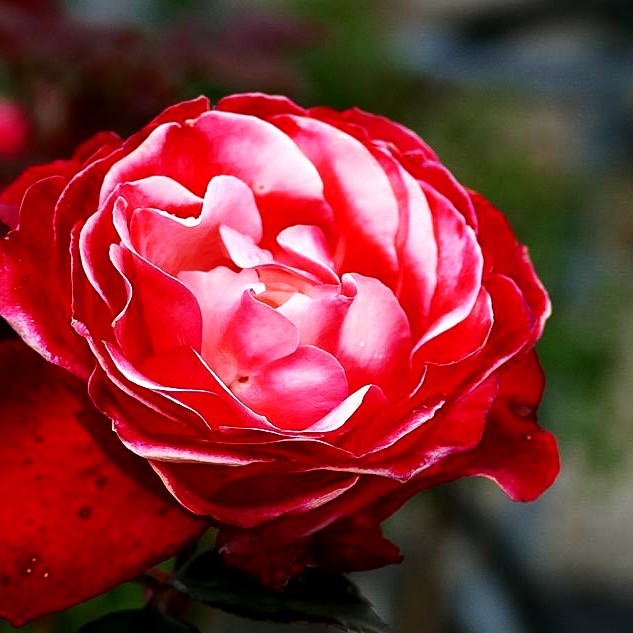 Edelrose 'Nostalgie' -R- (Rosa TH V)