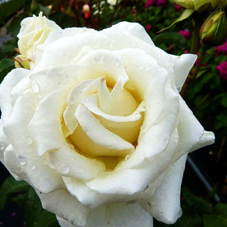Edelrose 'Pascali' (Rosa TH III)