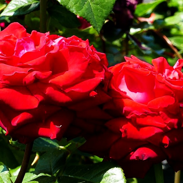 Edelrose 'Red Nostalgie' -R- (Rosa TH IV)