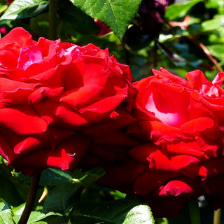 Edelrose 'Red Nostalgie' -R- (Rosa TH IV)