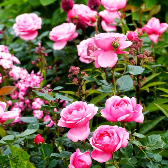 Edelrose 'Romina' -R- (Rosa TH III)