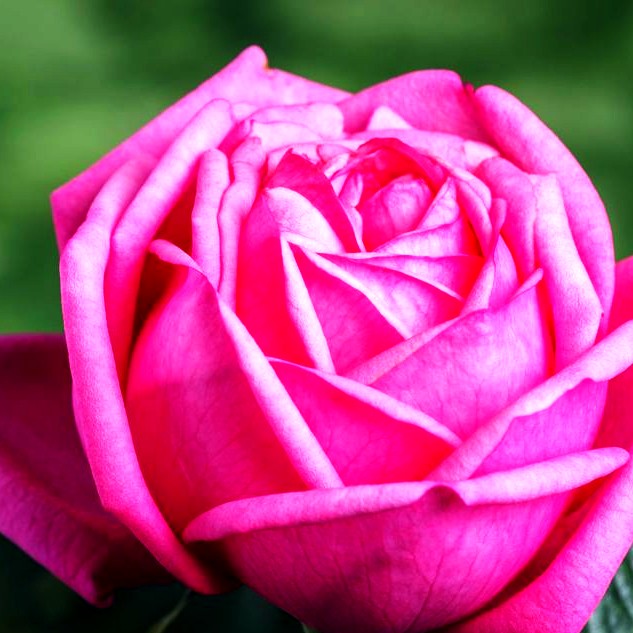 Edelrose 'Romina' -R- (Rosa TH III)