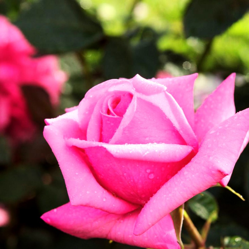 Edelrose 'Romina' -R- (Rosa TH III)