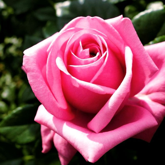 Edelrose 'Romina' -R- (Rosa TH III)